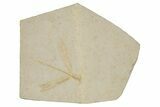 Jurassic-Aged Fossil Dragonfly - Solnhofen Limestone #235800-1